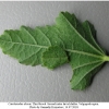 carch alceae larva2 volg2